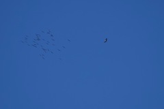 Haliaeetus leucogaster