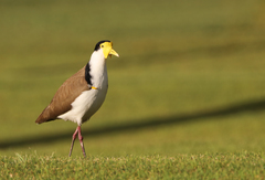 Vanellus miles novaehollandiae