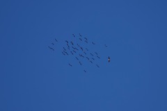 Haliaeetus leucogaster