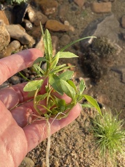 Eclipta prostrata