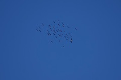 Haliaeetus leucogaster