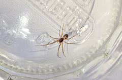 Steatoda triangulosa