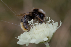 Bombus lapidarius