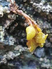 Fucus guiryi