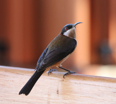 Acanthorhynchus tenuirostris