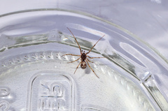 Steatoda triangulosa