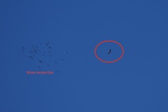 Haliaeetus leucogaster