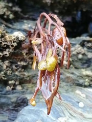 Fucus guiryi