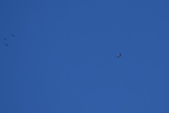 Haliaeetus leucogaster