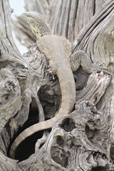 Varanus niloticus