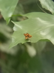 Potanthus