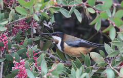 Acanthorhynchus tenuirostris