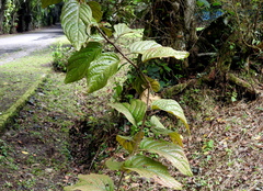 Dendrophthoe incarnata