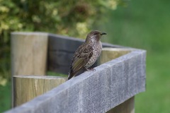 Anthochaera chrysoptera