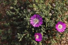 Drosanthemum