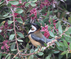 Acanthorhynchus tenuirostris