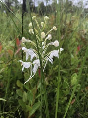 Platanthera blephariglottis conspicua