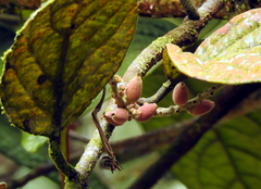 Dendrophthoe incarnata