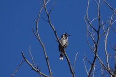 Phylidonyris novaehollandiae