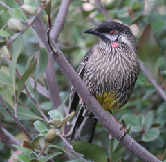 Anthochaera carunculata