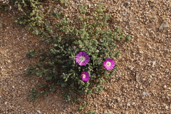 Drosanthemum