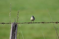 Acanthiza chrysorrhoa