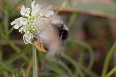 Bombus