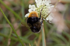 Bombus