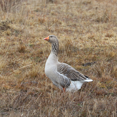 Anser anser domesticus