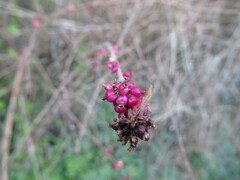 Symphoricarpos orbiculatus
