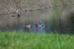 Malacorhynchus membranaceus