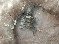 Thorelliola ensifera