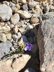 Gentianopsis ciliata ciliata