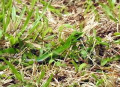 Bronchocela cristatella