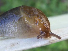 Mesarion