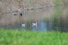 Malacorhynchus membranaceus