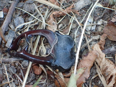 Lucanus cervus