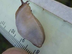 Mesarion