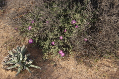 Drosanthemum
