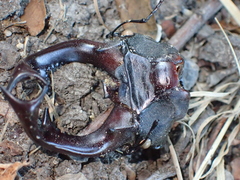 Lucanus cervus