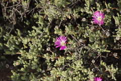 Drosanthemum