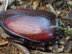 Lucanus cervus