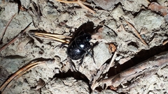 Geotrupidae
