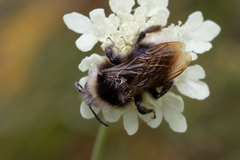 Bombus campestris