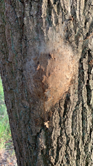 Thaumetopoea processionea