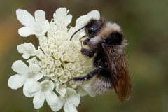 Bombus campestris