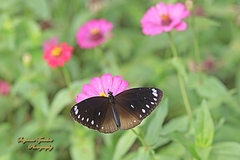 Euploea leucostictos leucostictos