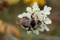 Bombus campestris