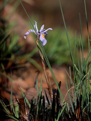 Moraea stricta
