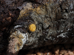 Hemitrichia calyculata